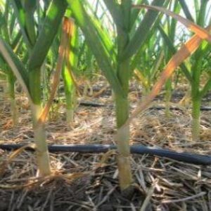 Gourmet Garlic: Harvesting Image